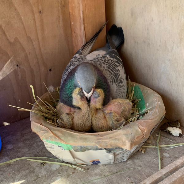 鳩くんの日常