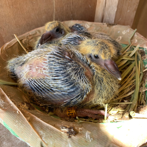 鳩くんの日常