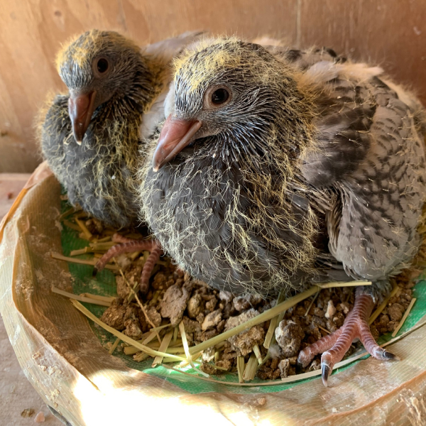 鳩くんの日常