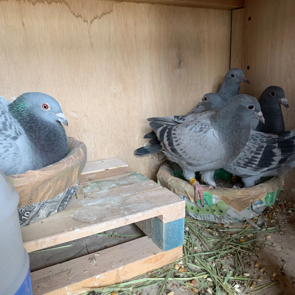 鳩くんの日常