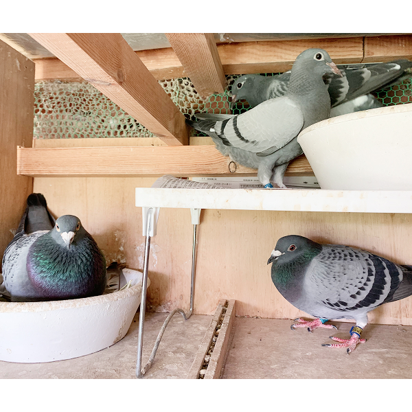 鳩くんの日常