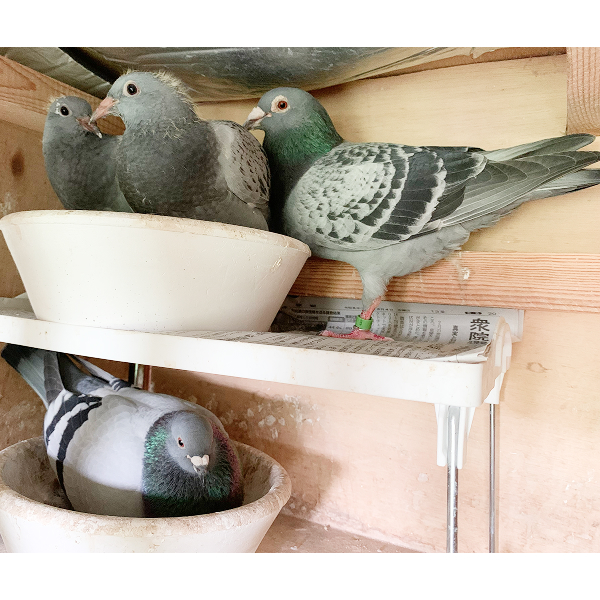 鳩くんの日常