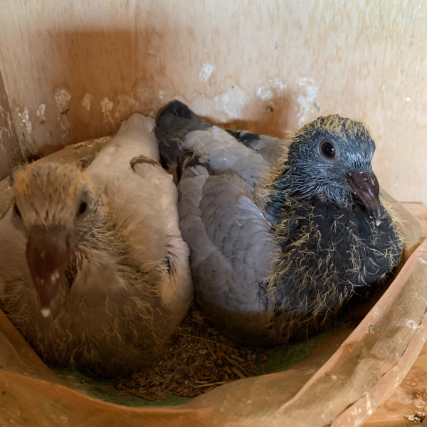 鳩くんの日常