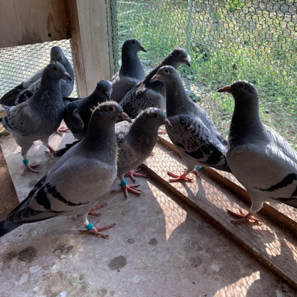 鳩くんの日常