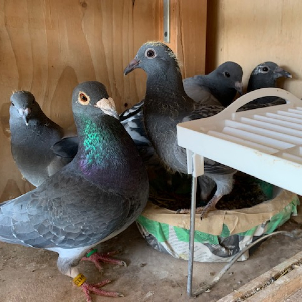 鳩くんの日常