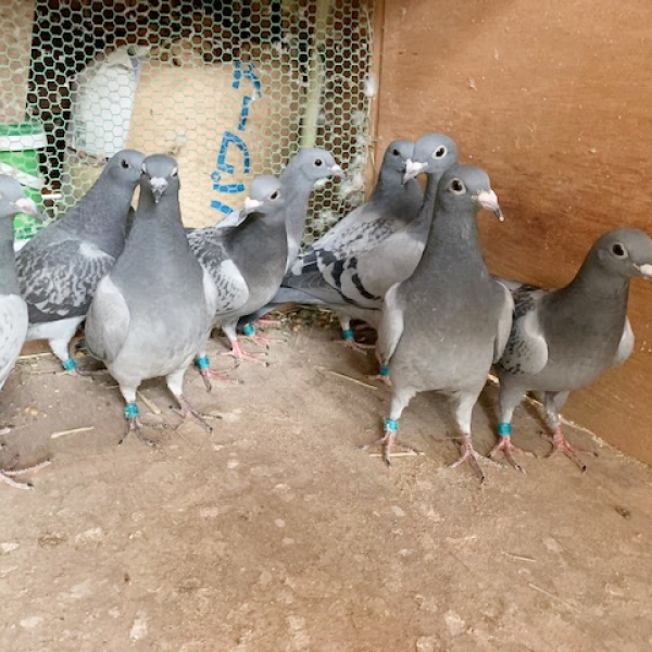 鳩くんの日常