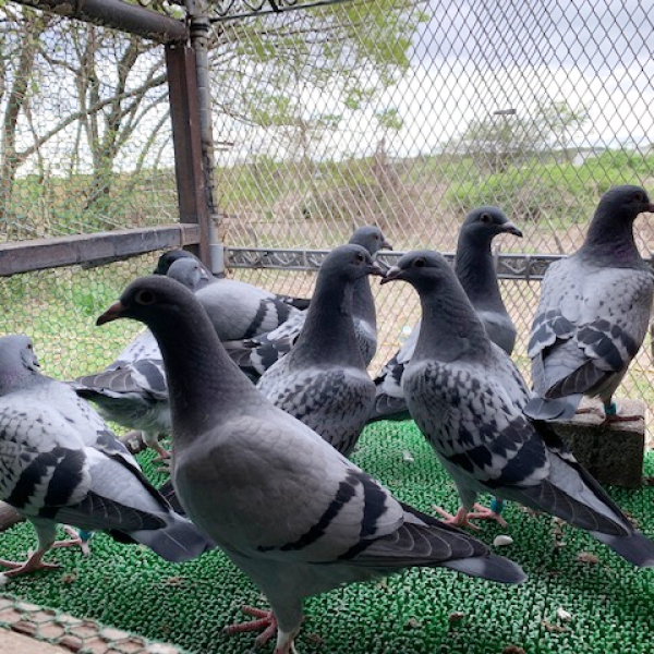 鳩くんの日常