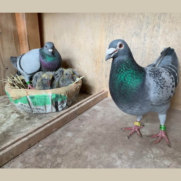 鳩くんの日常