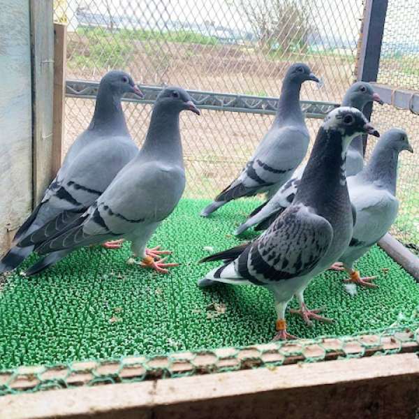 鳩くんの日常