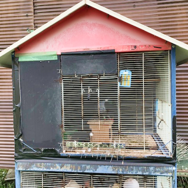 鳩くんの日常