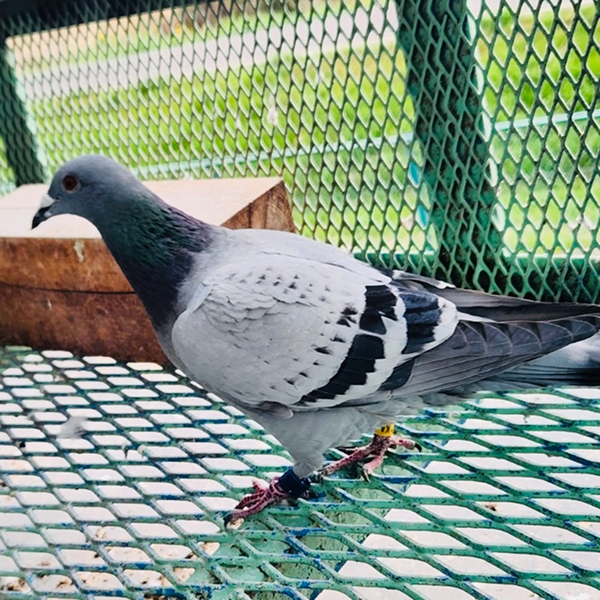 鳩くんの日常