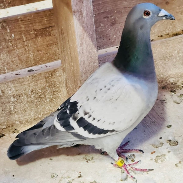 鳩くんの日常
