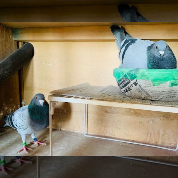 鳩くんの日常