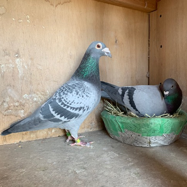 鳩くんの日常