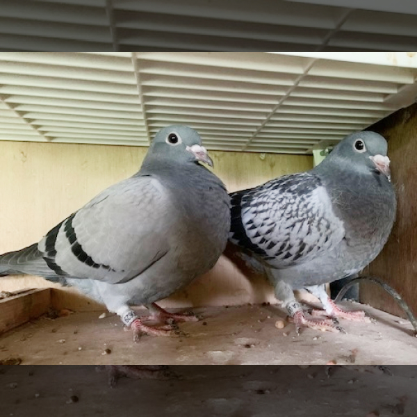 鳩くんの日常
