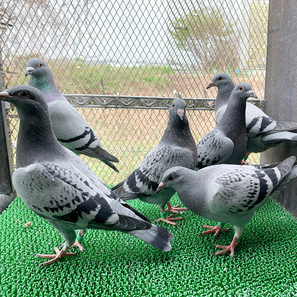 鳩くんの日常