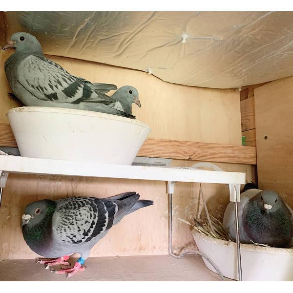 鳩くんの日常
