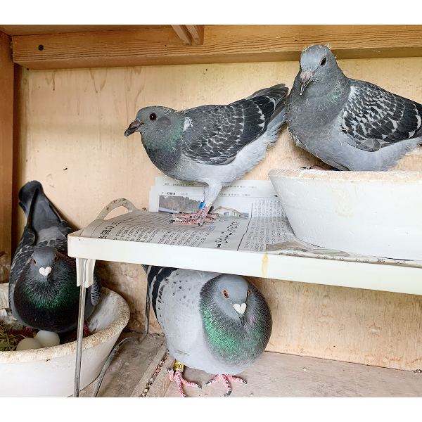 鳩くんの日常