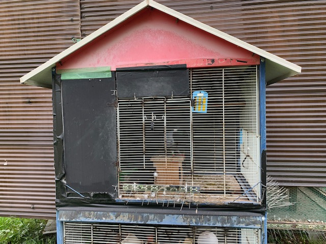 鳩舎の写真です