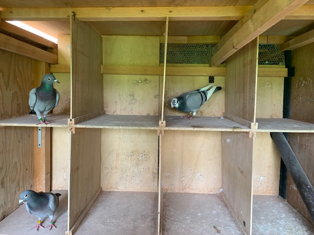 鳩舎の写真です