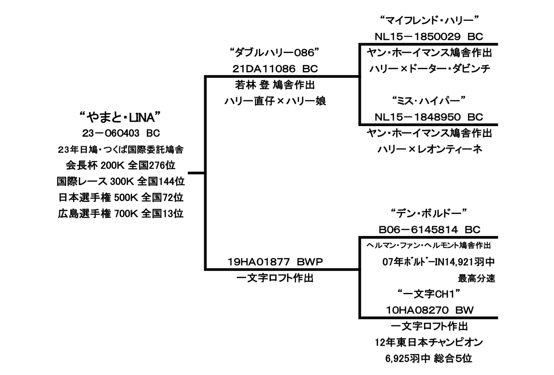 やまと・LINAの血統書です